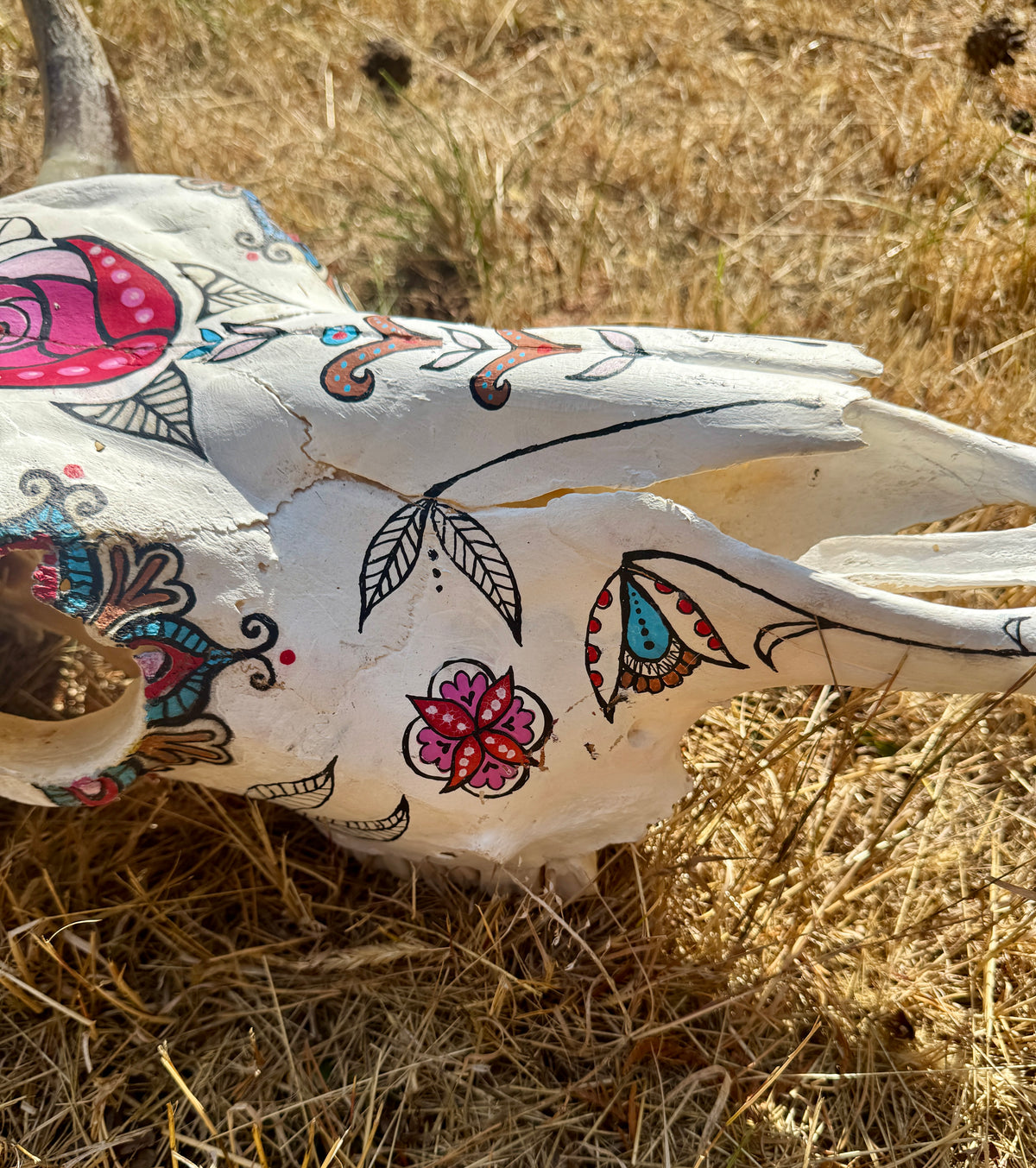 original painted cow skull