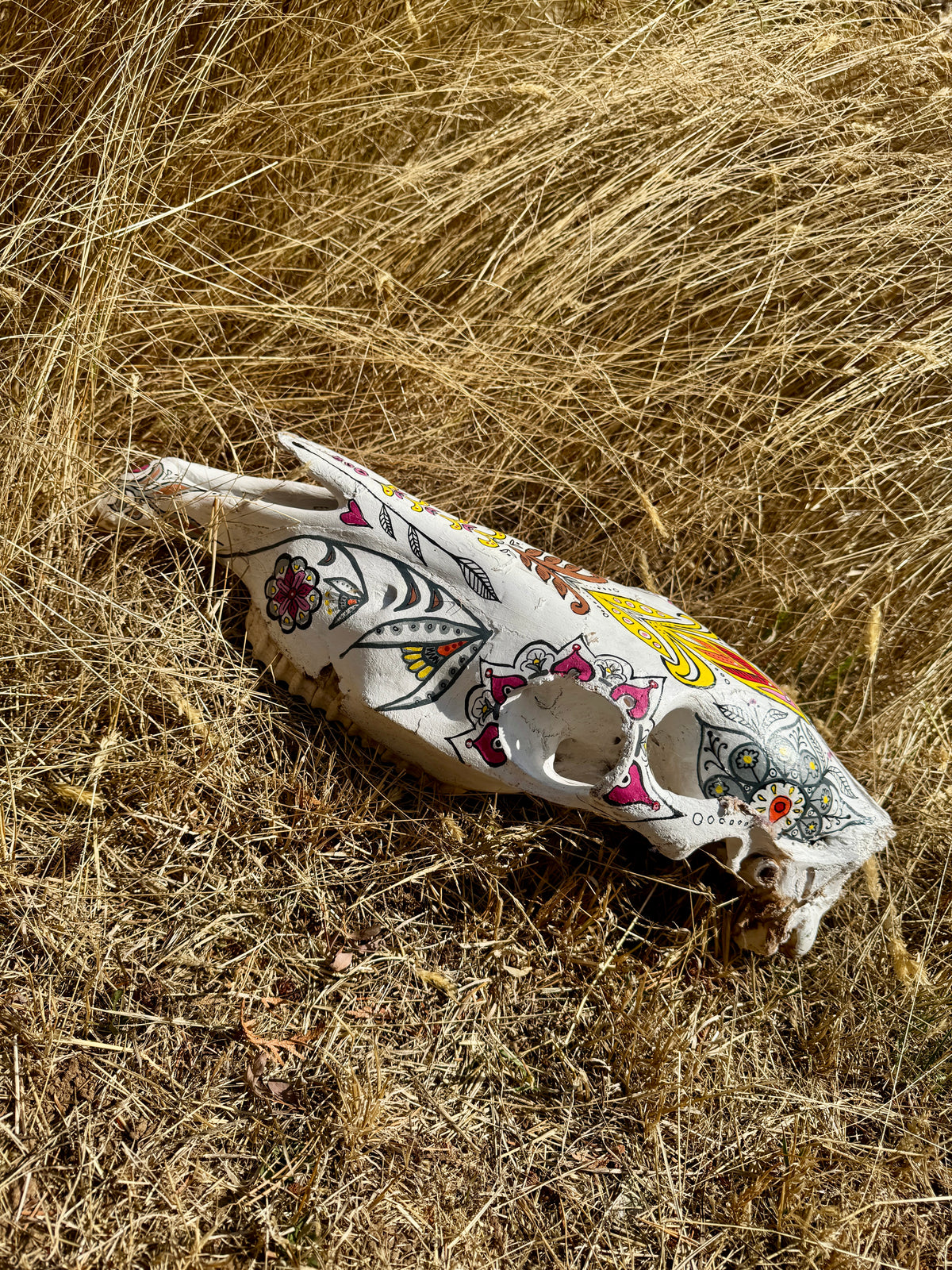 original painted horse skull
